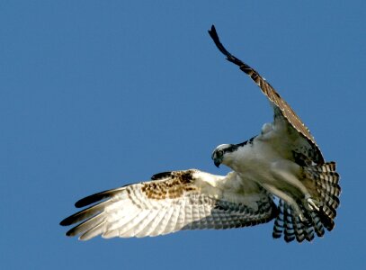 Nature hovering flight photo