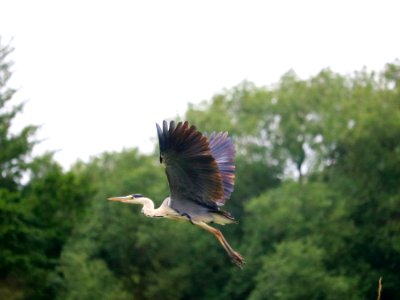 Grey Heron photo