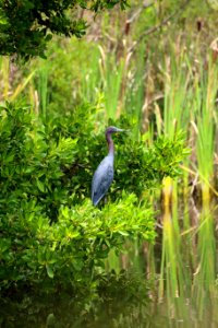 Little Blue Heron
