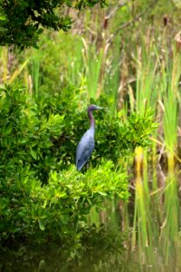 Little Blue Heron photo