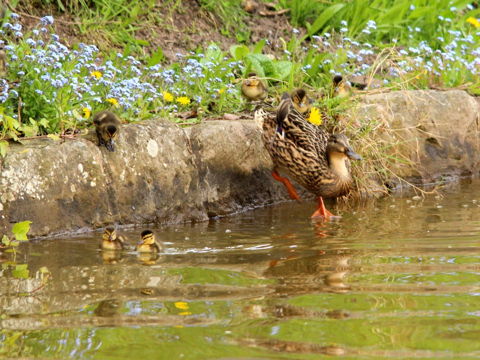 "Follow me kids". photo