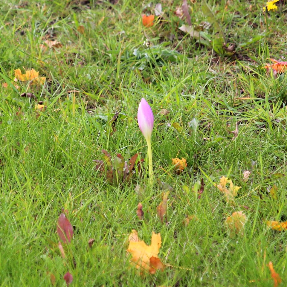 First Autumn Crocus 2017