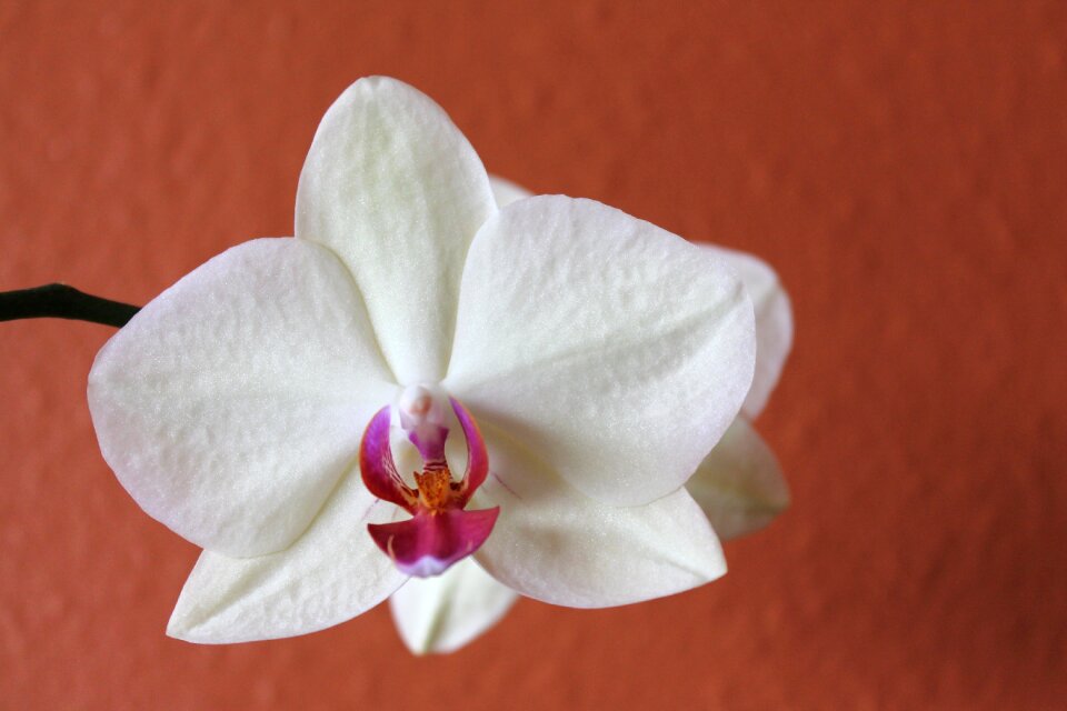 Blossom floral tropical flowers