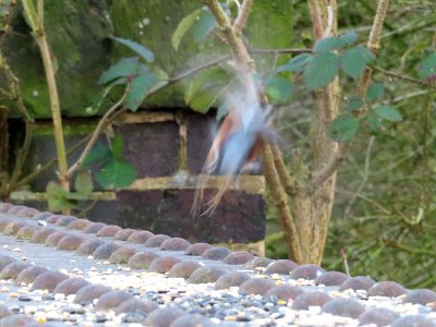 Ghost of Nuthatch photo