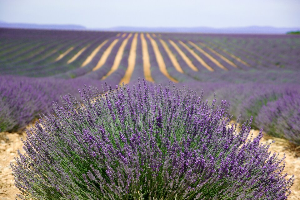 Valensol lavender perfume