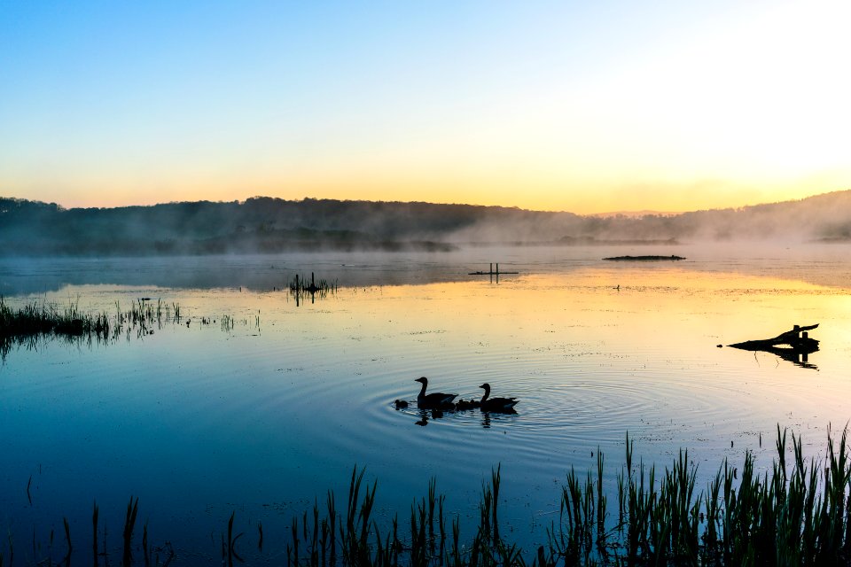 Dawn Chorus 2 // Leighton Moss