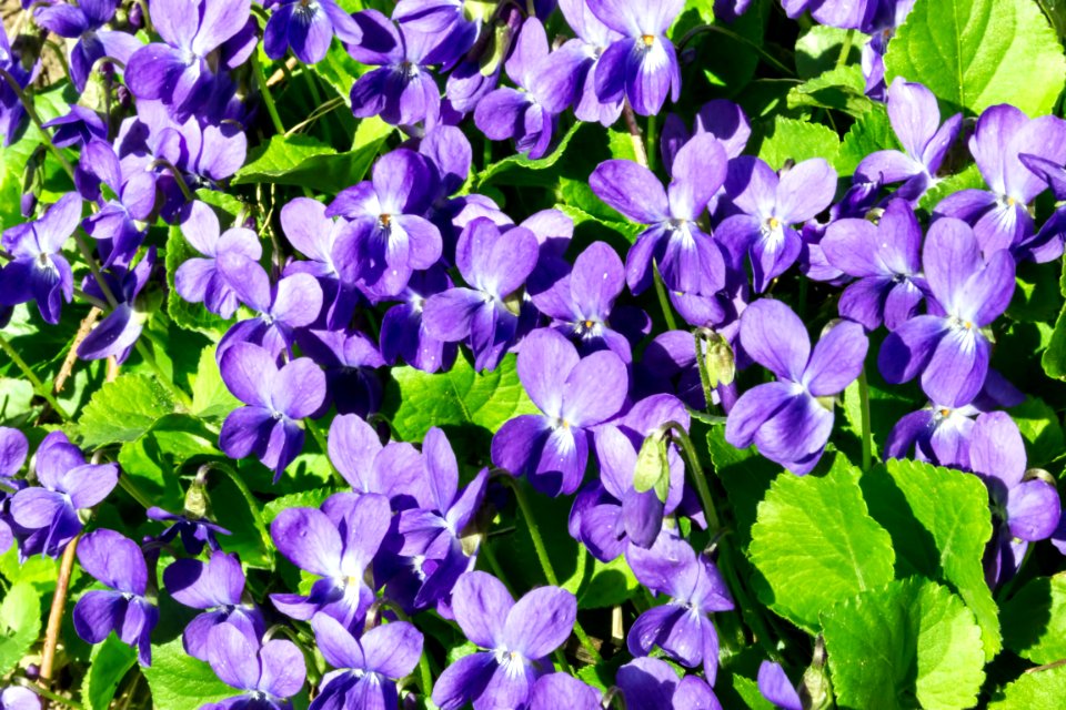 spring
