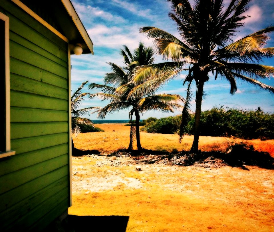generation of coconuts