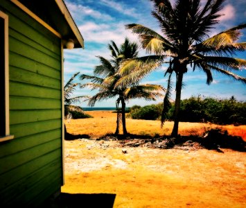 generation of coconuts
