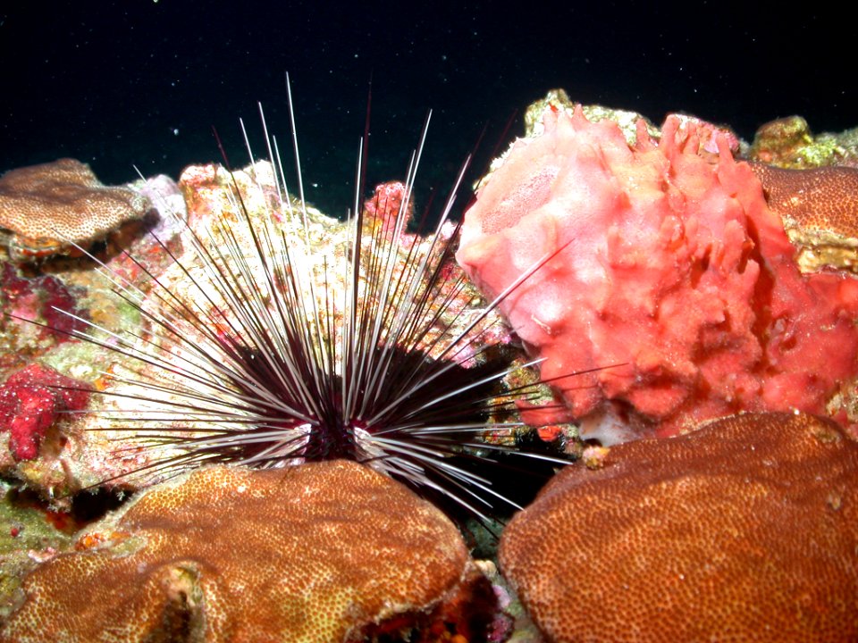 FGBNMS - Spiny Sea Urchin And Blushing Star Coral