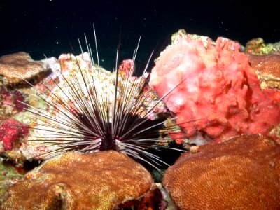 FGBNMS - Spiny Sea Urchin And Blushing Star Coral photo