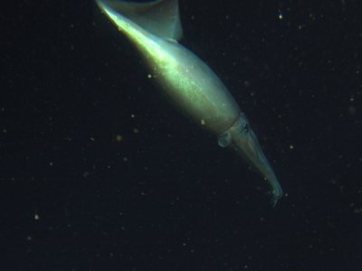 CBNMS - Humboldt Squid