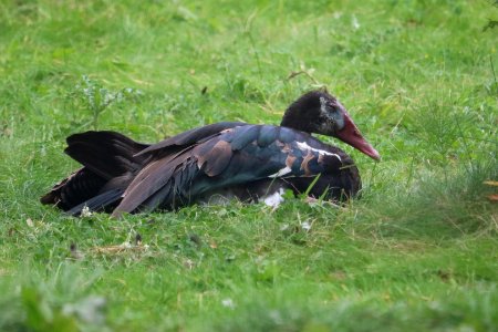 Black Spur-winged Goose photo