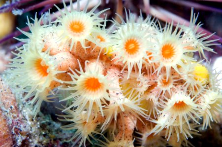 GRNMS - anemones photo
