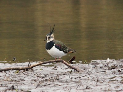 Lapwing - Vanellus vanellus