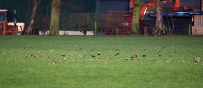 Distant Redwing, Fieldfare and Starlings.