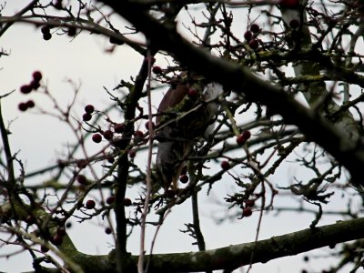 Fieldfare