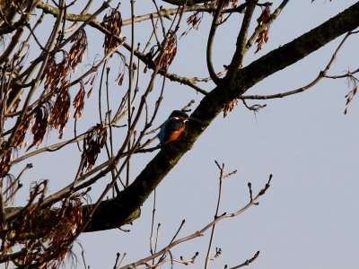 Kingfisher 04 photo