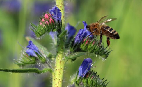 Insect macro flora