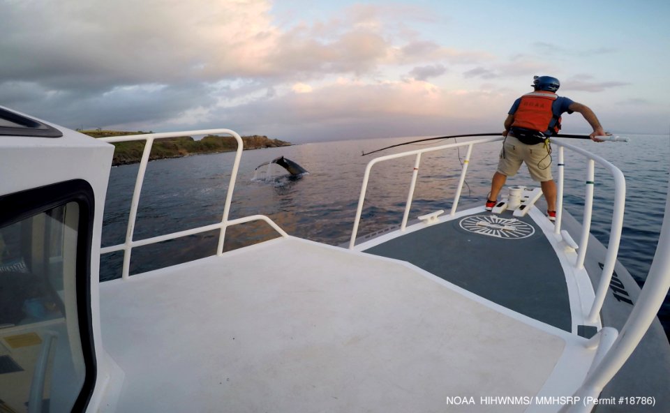 Whale Disentanglement