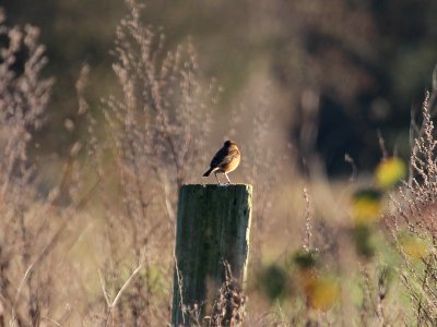 Stonechat photo