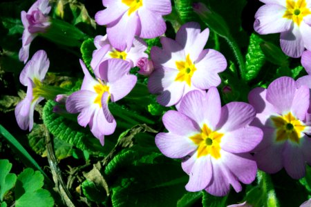 primula photo