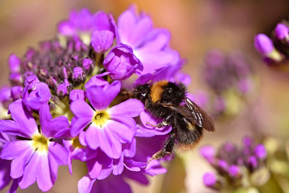 Hummel insect flower nectar
