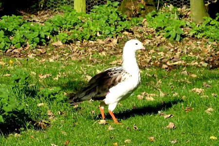 Andean Goose photo