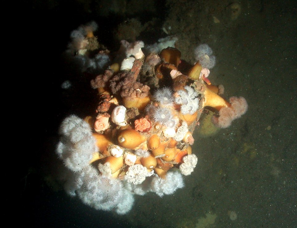 SBNMS Frilled Anemones