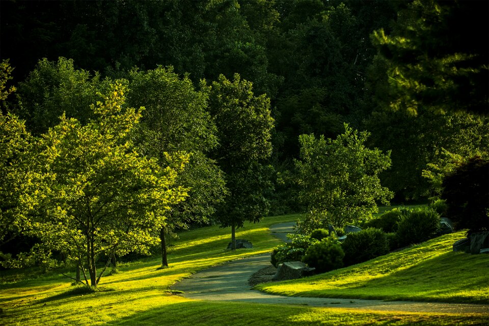 Outdoors green nature