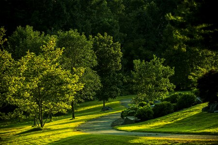 Outdoors green nature