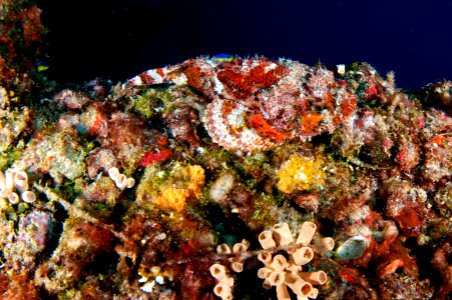 FGBNMS -- Spotted Scorpionfish And Invasive Orange Cup Coral