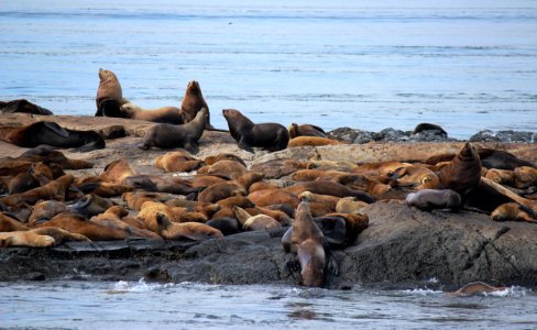 OCNMS - sea lion naps photo
