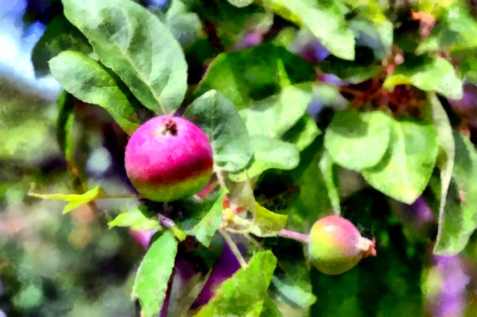 apple Aquarell photo