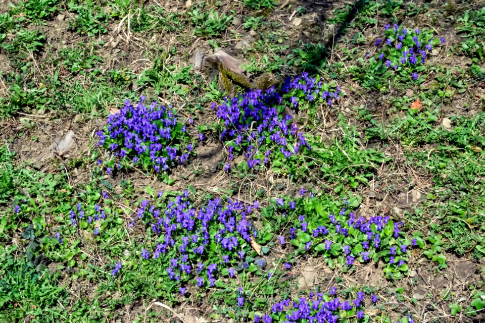 spring