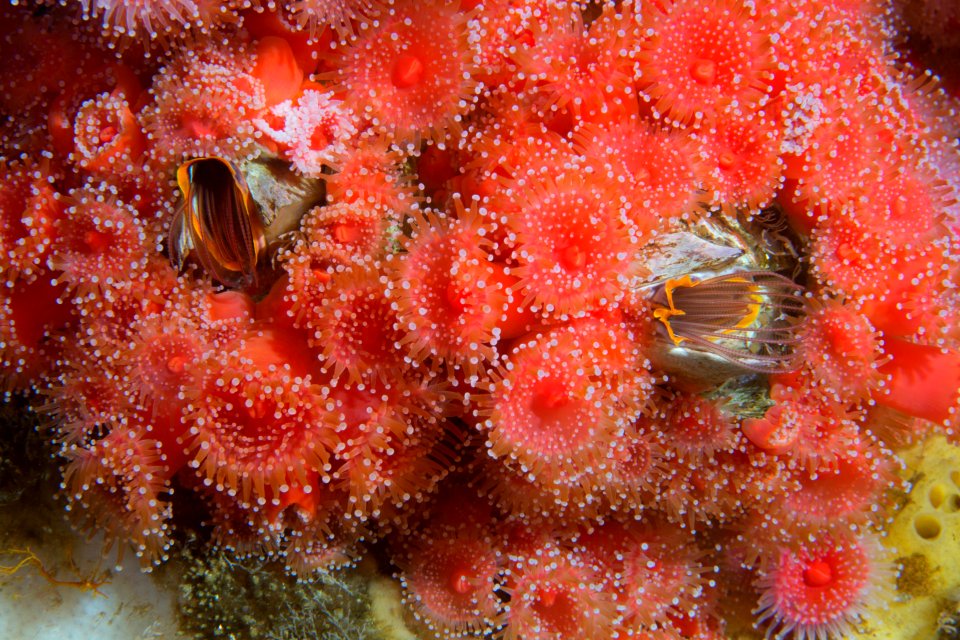 CBNMS -- Corynactis californica strawberry coral