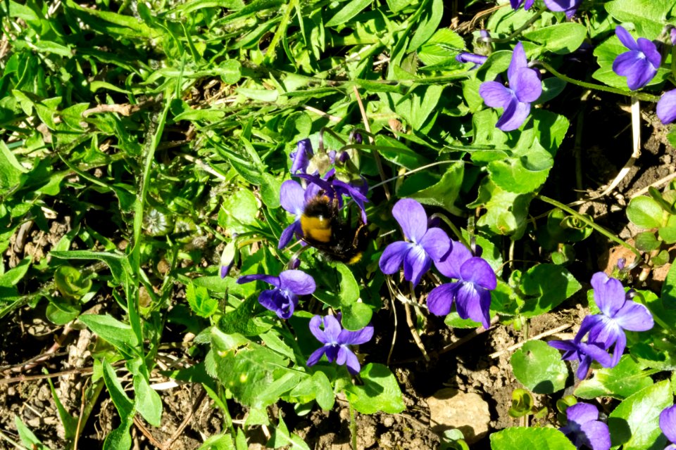 spring
