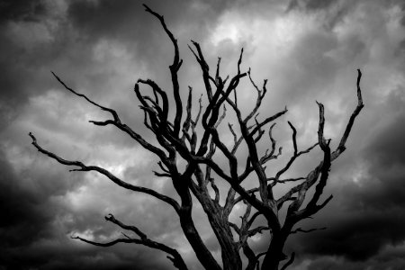 Gloomy Tree photo