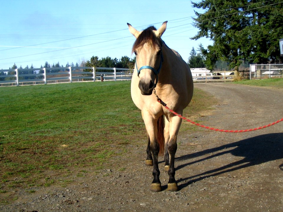 Mara from front looking straight