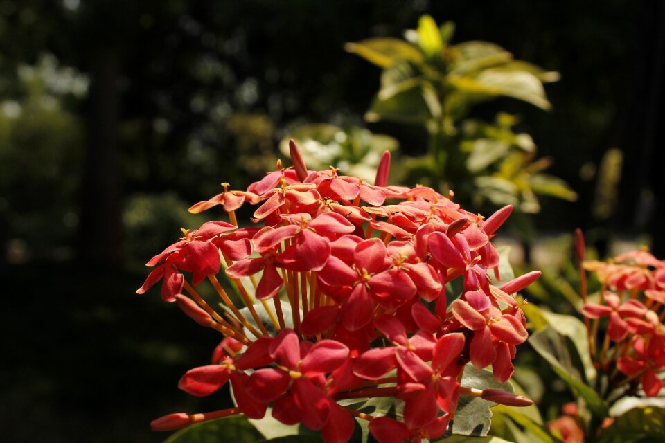 Spring blossom bloom