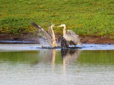 Herons 5 photo