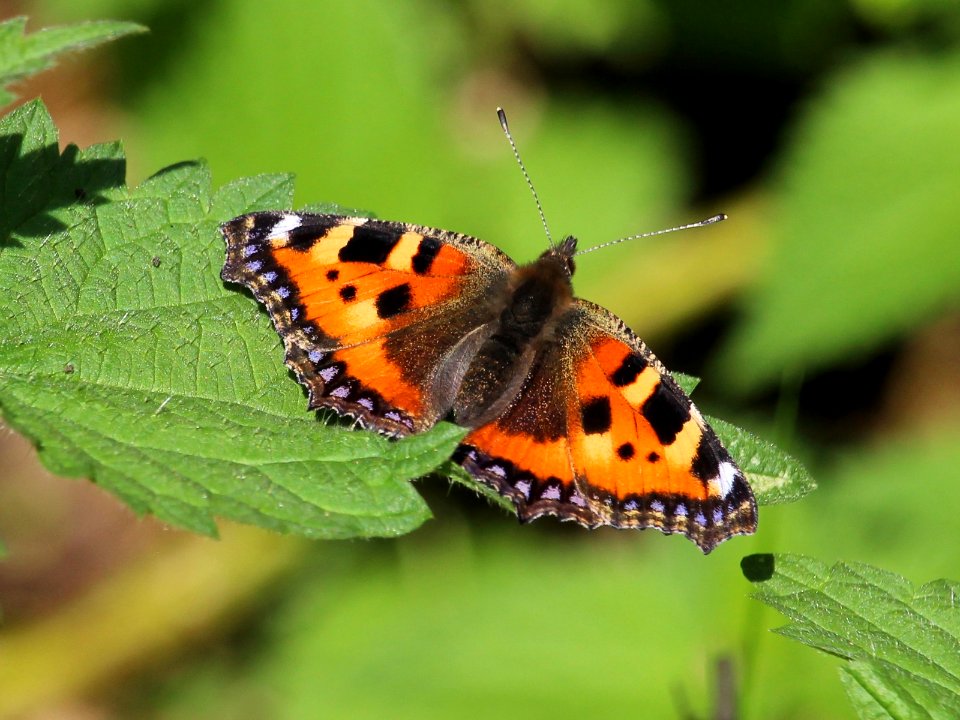 Small Tortoiseshell