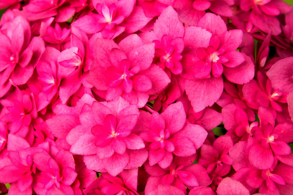 Too much pink