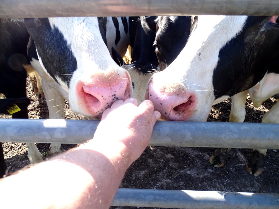 Cow Hand photo