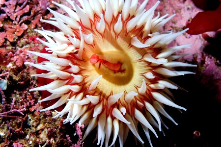 Fish-Eating Anemone - Urticina piscivora