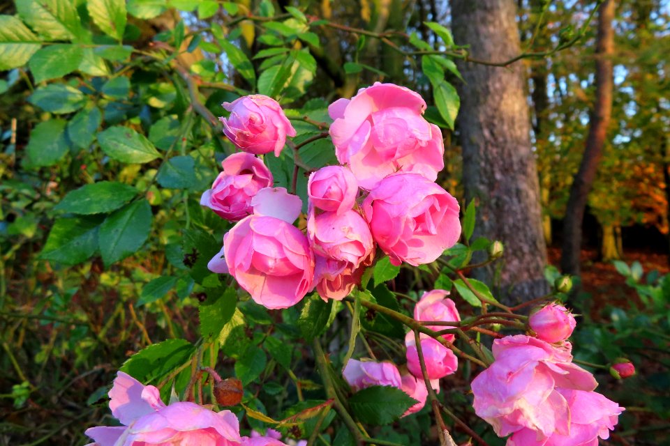 Cheshire Autumn Roses.