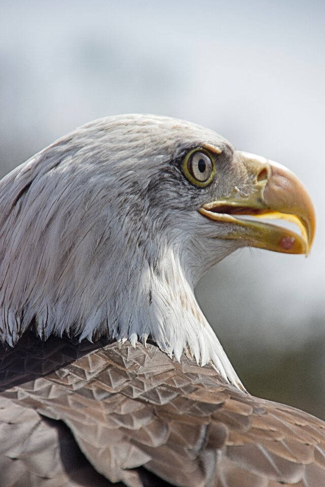 Eagle bird of prey bird