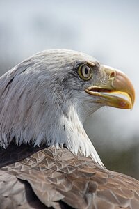 Eagle bird of prey bird