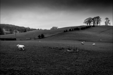 Lonely Sheep in Milnthorpe photo