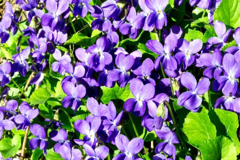 spring